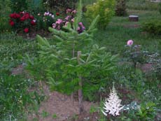 ��������� �����